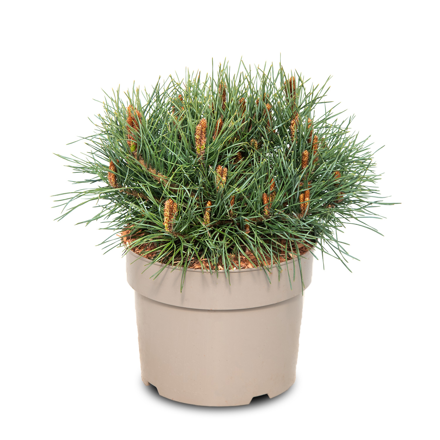 Сосна обыкновенная Шантри Блю